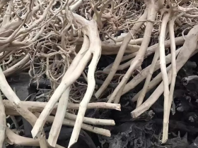Stump Cuckoo Root Tree Trunk Aquarium Decor
