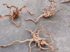 Aquascaping Roots
