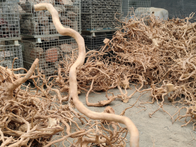 Azalea Root Single Piece