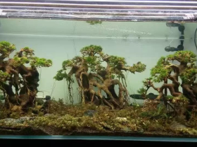 Aquarium Bonsai Tree Driftwood