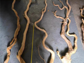 Single Branch Aquarium Root