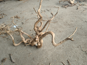 Azalea Root L 60-80cm