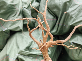 Azalea Root S 20-40cm
