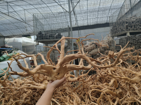 Azalea Root M 40-60cm