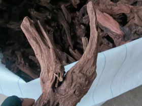 Driftwood Reptile Branch