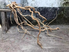Snake Shape Azalea Root