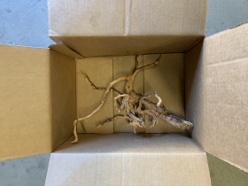Carton Packing for Azalea Root for Amazon
